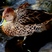 Yellow-billed Pintail